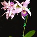 Bill's orchid