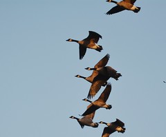 What is it about geese in flight that grabs us?