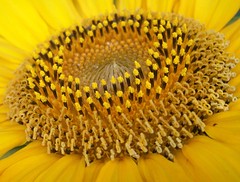 The Great Sunflower Project For Bees