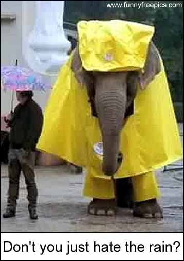 elephant_raincoat