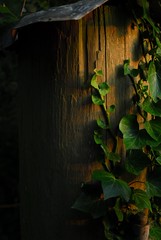 Evening Ivy - by seth.underwood