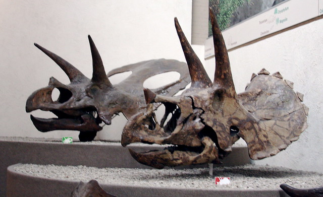 Fósil Triceratops Torosauro Torosaurus