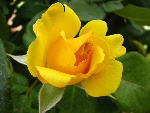 yellow roses pictures. Yellow rose