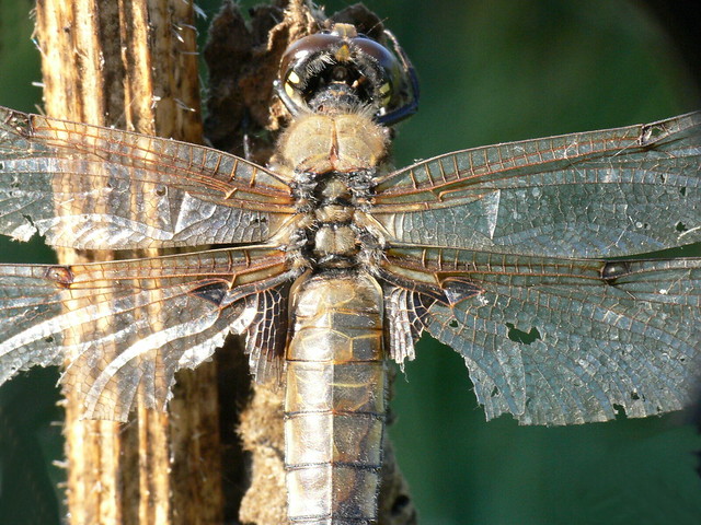 Four Spotted Chaser by Walwyn