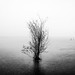 The lonely tree - Garda lake, Italy - Fine art photography