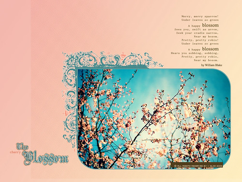 cherry blossom wallpaper. Cherry Blossom \\\\ Wallpaper