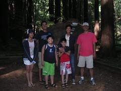 The redwoods are over 300 years old...