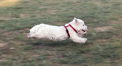 Oscar, running fast