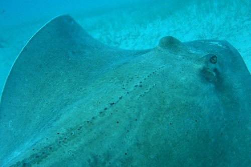 The poor Southern Stingray