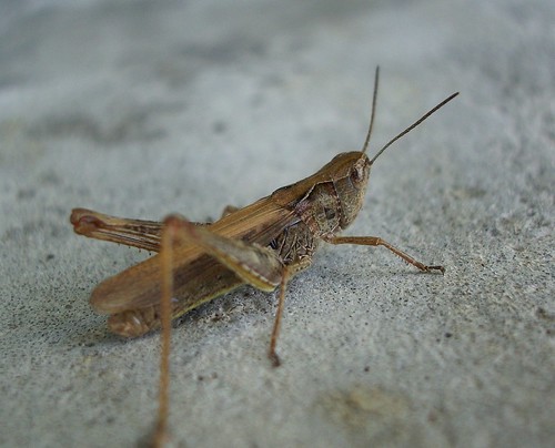 Grasshopper ©  Sergey G