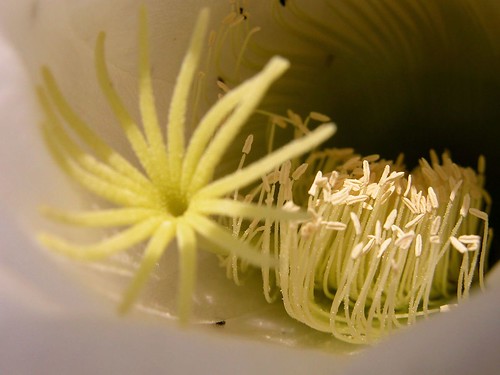 (276) En una flor de cactus... (trichocereus spachianus)