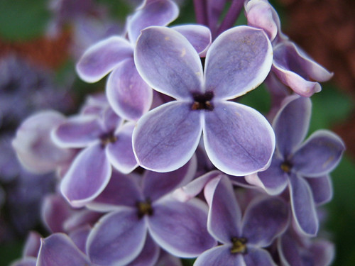 Lilac Find by deu49097