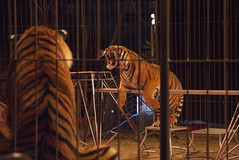 Circus: tijgers