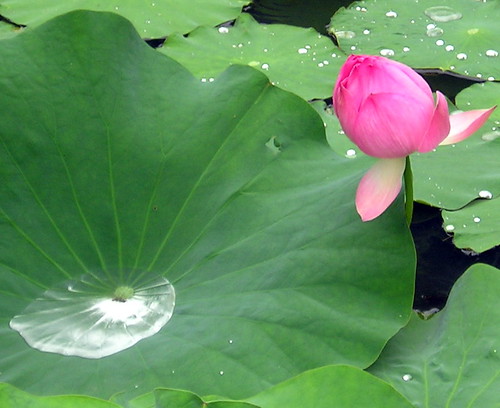 Water lilies, Washington, DC
