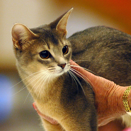 Abyssinian in the Hands of the Judge