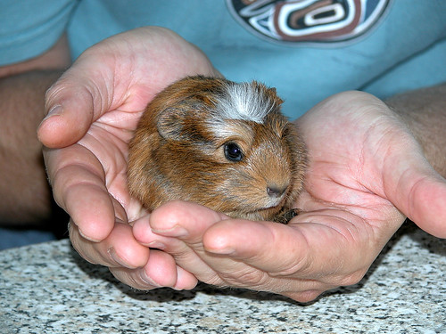 Feeding time · Dylan · Baby guinea pig #1; ← Oldest photo