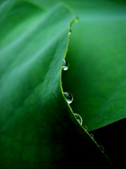 Raindrops on a lotus leaf - by tanakawho