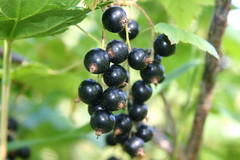 black currant (cassis)