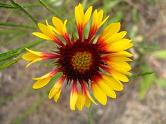 Imperfect Flower – yellow flower with red center, some petals are missing from the left half of it