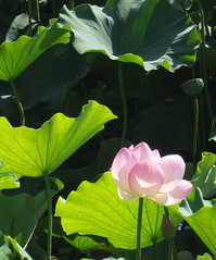 lotus (jardin chinois au Jardin botanique de Montréal)