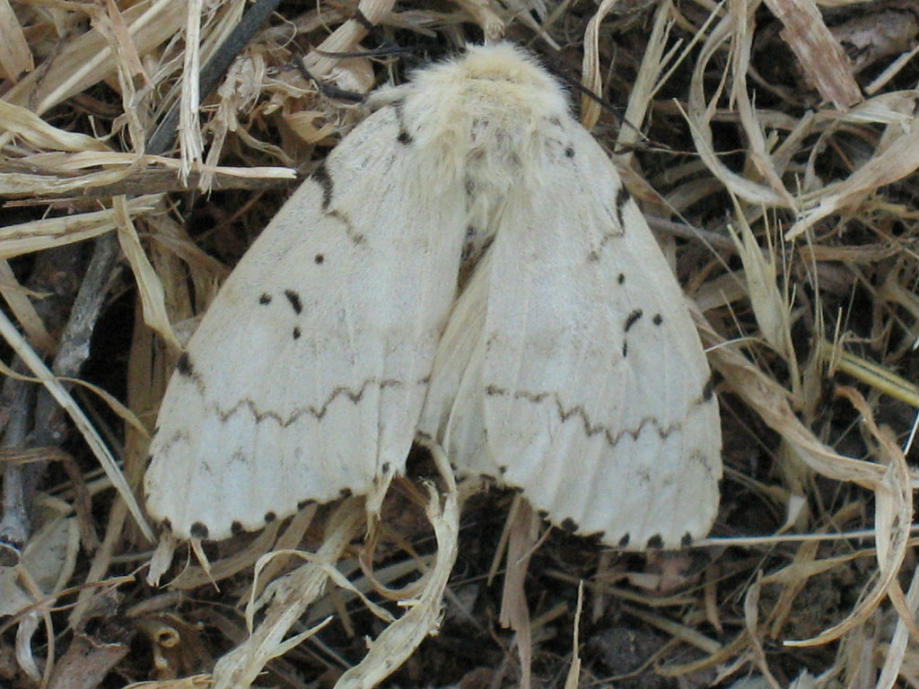 фото: Lymantria dispar  - Gypsy moth (female) - Непарный шелкопряд (самка)