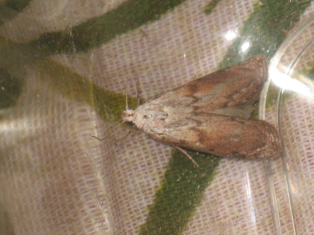 : Aphomia sociella  - Bee moth (male) -   ()