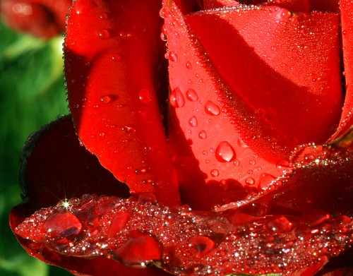 red rose love. My Love is Like a Red,