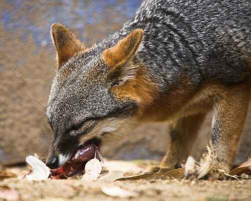 Feeding Habits Island Fox