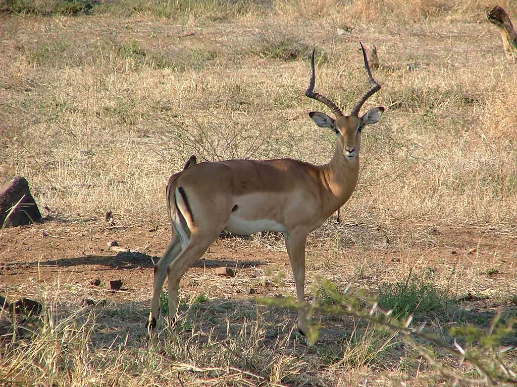 impala (Kruger Park)