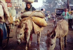 Hardship in the streets of Varanasi (India)