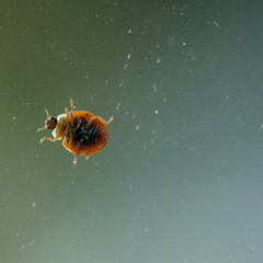 Ladybug On a Window