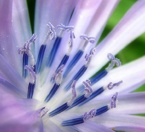 Chicory Flower by aussiegall, on Flickr