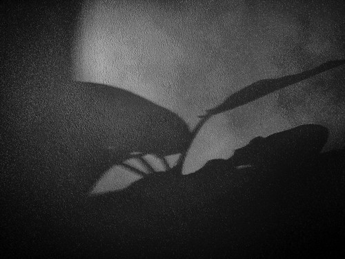 Shadow ©  Dmitriy Protsenko