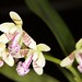 Phal. japonica "Nagoram" – Wendy Daneau