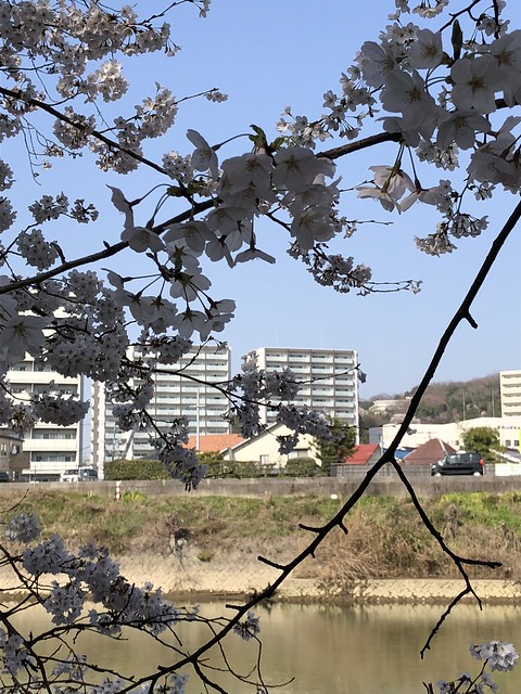 白島の桜