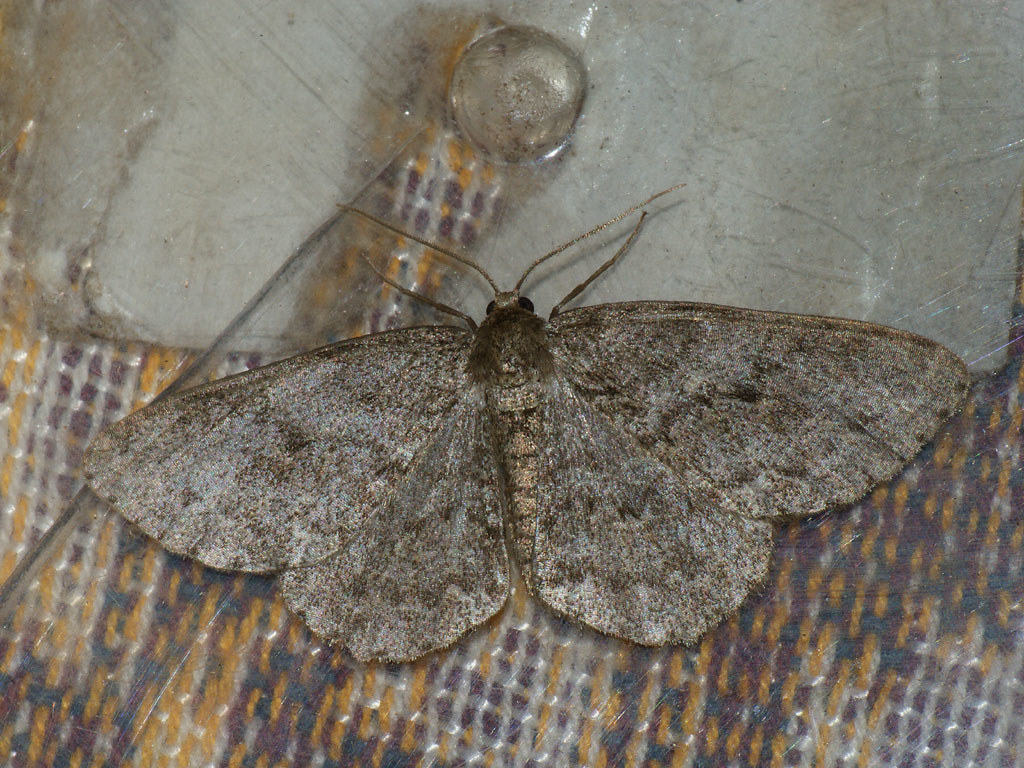: Ectropis crepuscularia - The Engrailed -   