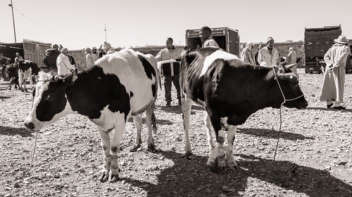 Zagora Cattle Market 2018 X