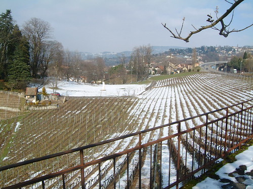 Montreux Vineyards Winter