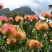 Proteas and Table Mountain