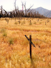 Abandoned field, Anza-Borrego Desert State Park
