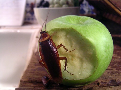 Cockroach on an apple