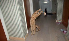 kitten jumping for toy