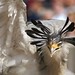 Crowned bird
