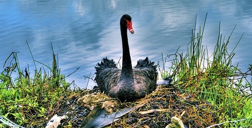 Black Swan O' Death