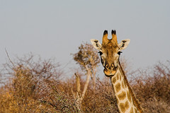 giraffa in Hwange park -Zimbabwe - by Sbrimbillina