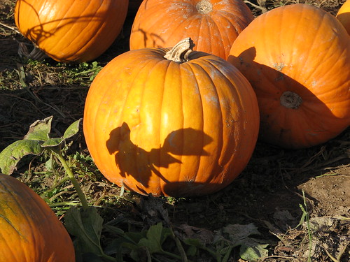 Pumpkins by Wildcat Dunny, on Flickr