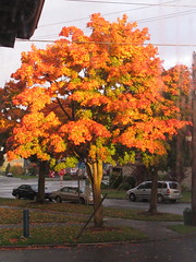 Autumn leaves in Stevens Place (Triangle) Park, 2006. Photo by Wendi.