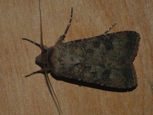 Agrotis segetum - Turnip moth - Совка озимая ©  Cossus