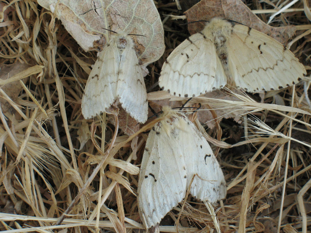 : Lymantria dispar  - Gypsy moth (females) -   ()