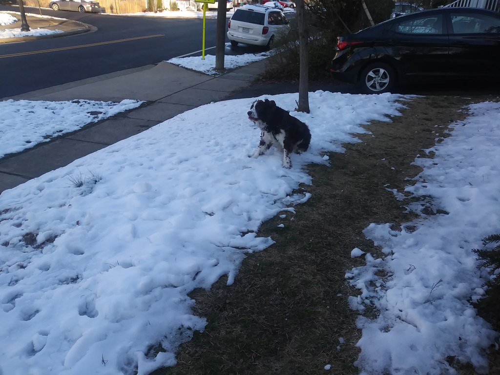 : Laika and the last of this year's snow (we hope)